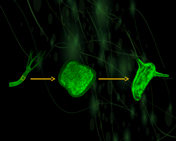 Mechanical Aspects of Hydra Morphogenesis